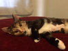 Clara (must be adopted w/Roxy)