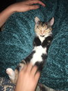 Clara (must be adopted w/Roxy)
