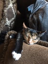 Clara (must be adopted w/Roxy)