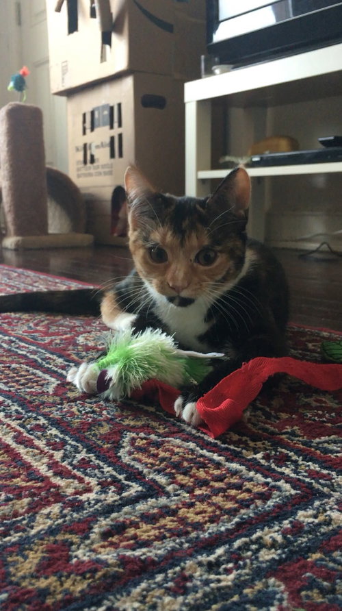Clara (must be adopted w/Roxy)