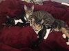 Clara (must be adopted w/Roxy)