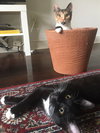 Clara (must be adopted w/Roxy)