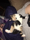 Clara (must be adopted w/Roxy)