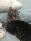 Bourbon 2019 (must be adopted w/Scotch 2019)