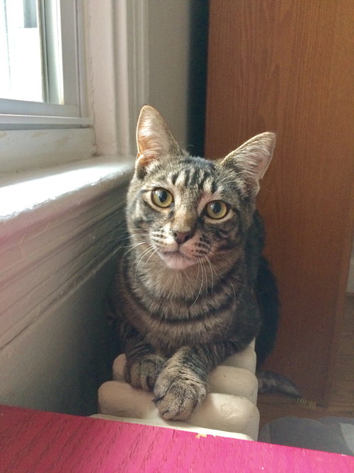 Bourbon 2019 (must be adopted w/Scotch 2019)
