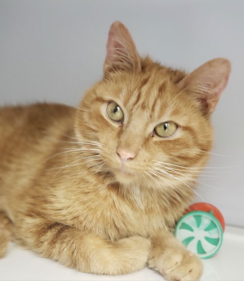 Jose 2019 (FIV+ and Positively Adoptable)