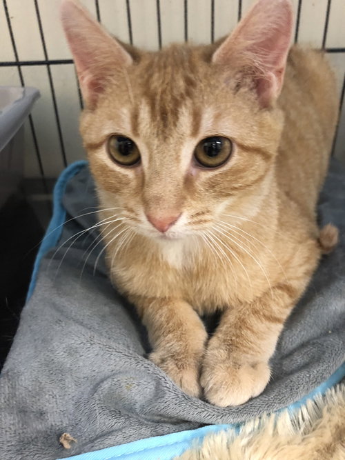 Crosby 2019 (must be adopted w/Hope 2019)