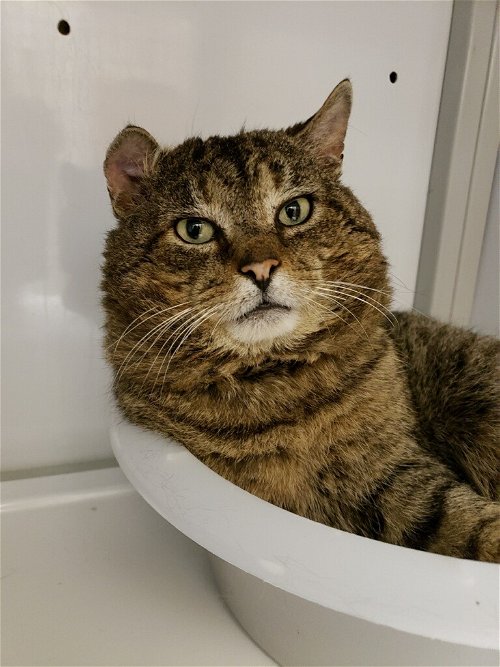 Pacino (FIV+ and Positively Adoptable)