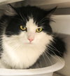 Prissy (FIV+ and Positively Adoptable!)