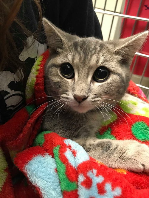 Stoney (must be adopted w/Scone)