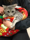 Stoney (must be adopted w/Scone)