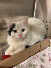 Stoney (must be adopted w/Scone)