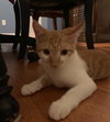 Chachi