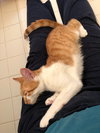 Chachi