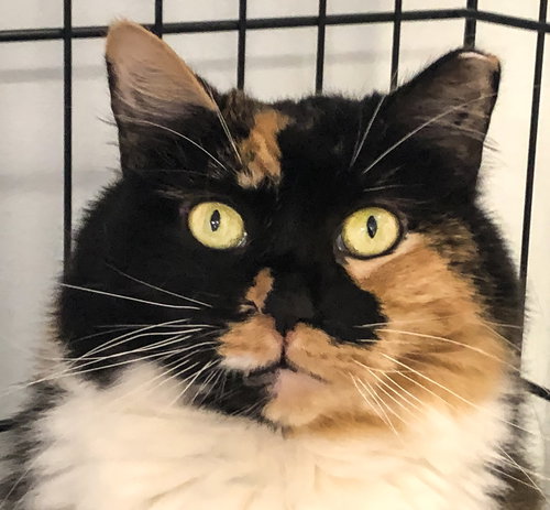 Brie (together w/ her brother Cheddar)