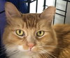 Brie (together w/ her brother Cheddar)
