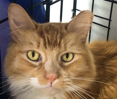 Cheddar (together w/his sister Brie)
