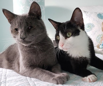 Colby & Maya (special needs bonded kittens)