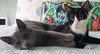 Colby & Maya (special needs bonded kittens)
