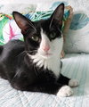 Colby & Maya (special needs bonded kittens)