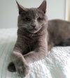 Colby & Maya (special needs bonded kittens)