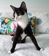 Colby & Maya (special needs bonded kittens)