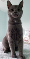 Colby & Maya (special needs bonded kittens)