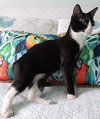 Colby & Maya (special needs bonded kittens)