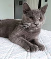 Colby & Maya (special needs bonded kittens)