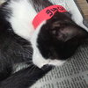 Smudge-St. Croix (must be adopted w/Juggernaut)