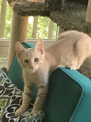 Kristoff