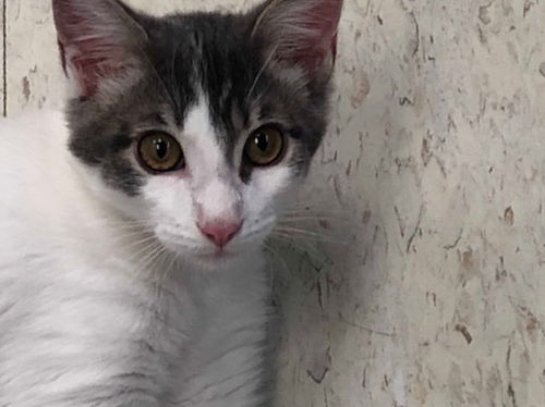 Junie (must be adopted w/Gizmo 2019)