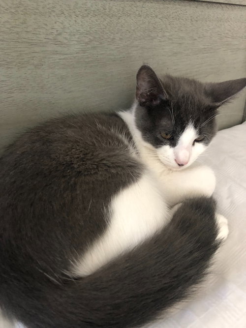 Anderson 2019 (must be adopted w/Gloria 2019)