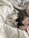 Anderson 2019 (must be adopted w/Gloria 2019)
