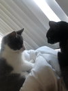 Anderson 2019 (must be adopted w/Gloria 2019)