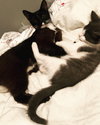 Anderson 2019 (must be adopted w/Gloria 2019)