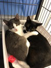 Anderson 2019 (must be adopted w/Gloria 2019)