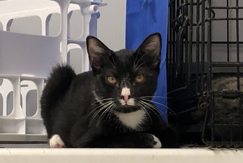 Suki 2019