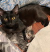 Kendle 2019 (must be adopted w/Kylie 2019)