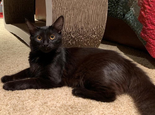 Kendle 2019 (must be adopted w/Kylie 2019)