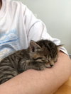 Angel  2019