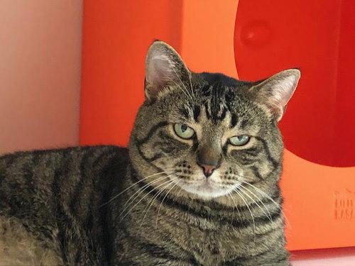 Charles (must be adopted with Christopher)