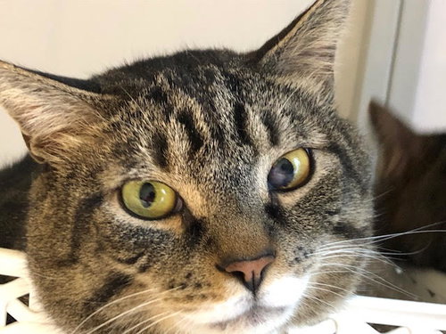Christopher (must be adopted with Charles)