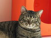 Christopher (must be adopted with Charles)