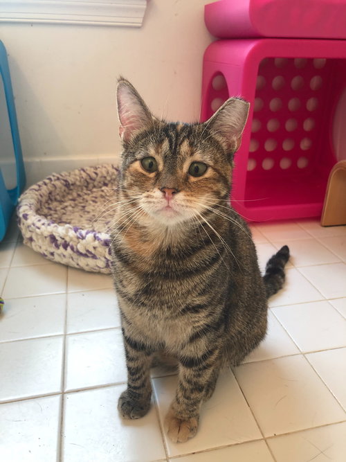 Charlotte 2019 (must be adopted w/Watkins 2019)