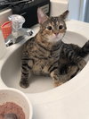 Charlotte 2019 (must be adopted w/Watkins 2019)