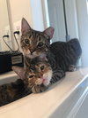 Charlotte 2019 (must be adopted w/Watkins 2019)