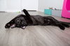 Berlioz