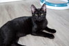 Berlioz