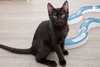 Berlioz